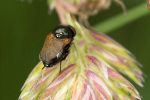 Dasiops ensifer